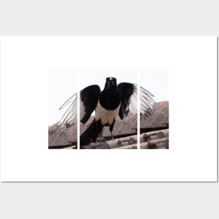 A beautiful black and white eurasian magpie (or Pica pica), with a rare crooked beak, screaming on the tiles of a roof, looking at me with its wings opened. Posters and Art